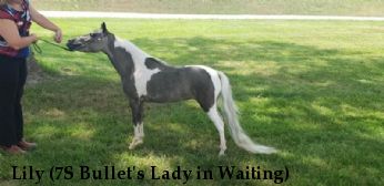 Lily (7S Bullet's Lady in Waiting)